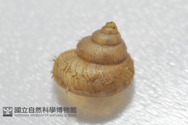 異脈東洋蝸藏品圖，第3張