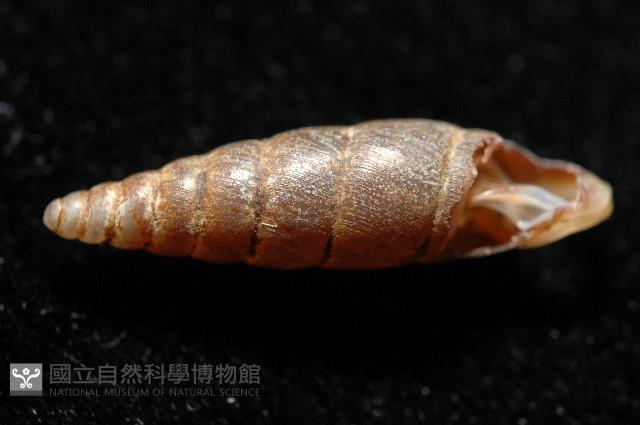 文德煙管蝸牛藏品圖，第3張
