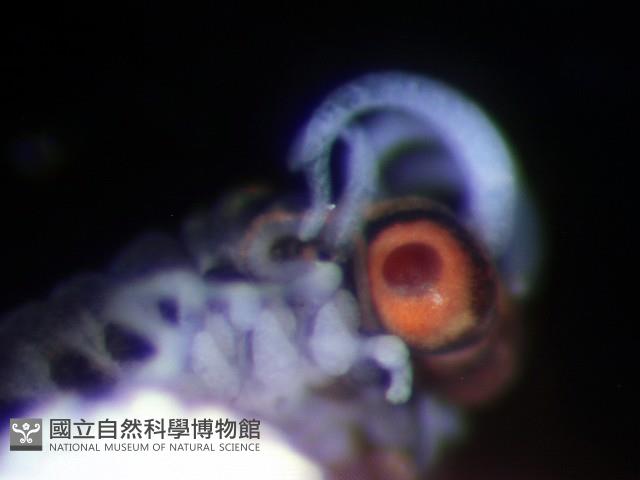 未知種眼蠶藏品圖，第3張