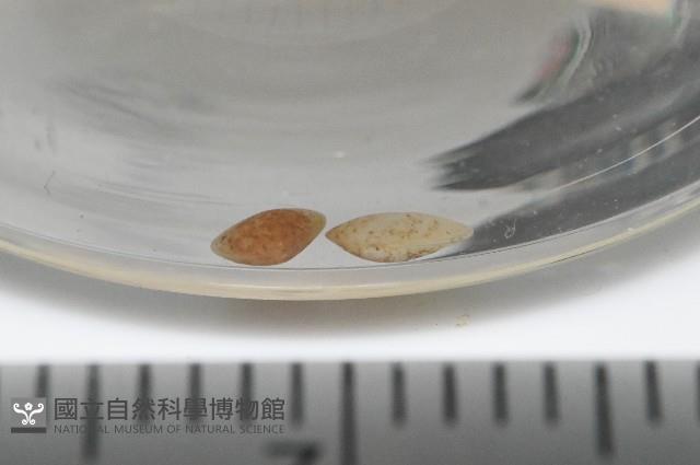 臺灣花瓣蛤藏品圖，第3張