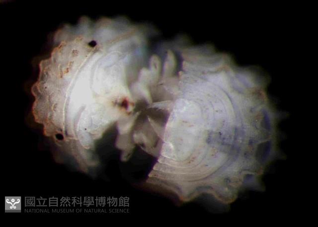 未知種瘤潮蟲藏品圖，第3張