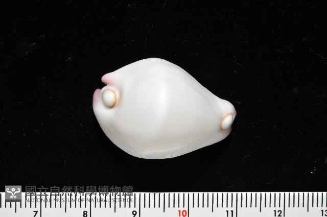 玉兔螺藏品圖，第3張