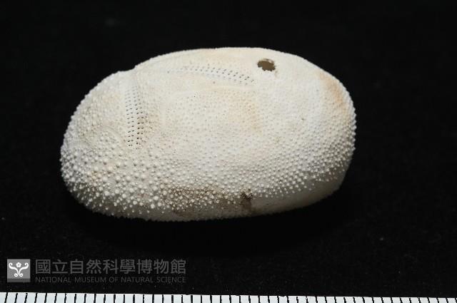 脊背壺海膽藏品圖，第3張