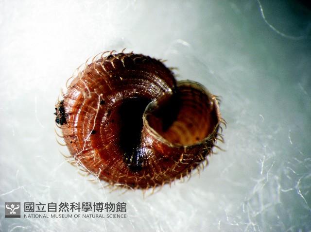 蘭嶼東洋蝸牛藏品圖，第3張