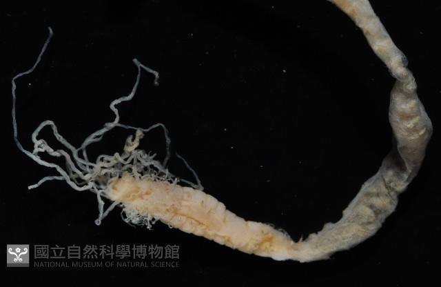 梧棲搓蟄蟲藏品圖，第3張