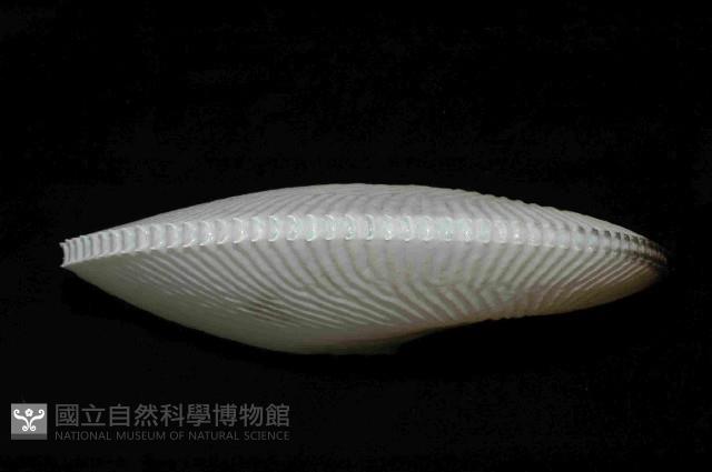 扁船蛸藏品圖，第3張