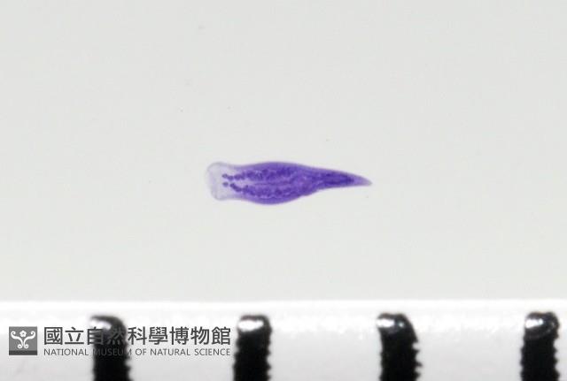 新種棘槽絛蟲藏品圖，第3張