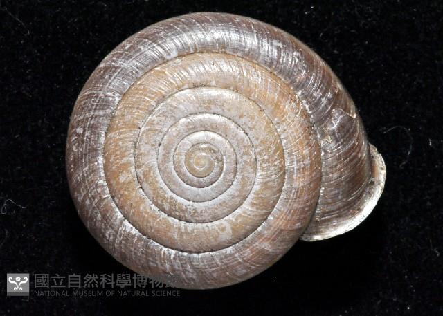 彩虹大臍蝸牛藏品圖，第3張