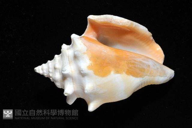 金拳鳳凰螺藏品圖，第3張