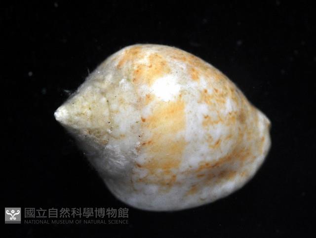 球麥螺藏品圖，第3張