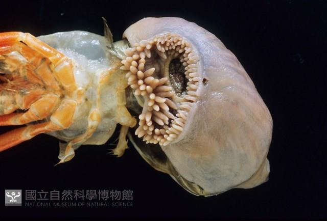 未知種擬寄居蟹藏品圖，第3張