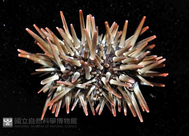 梅氏長海膽藏品圖，第3張