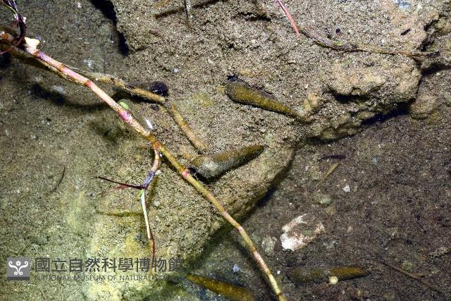 錐蜷藏品圖，第3張