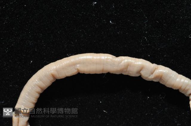 季風遠環蚓藏品圖，第3張