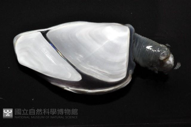 龜茗荷藏品圖，第3張