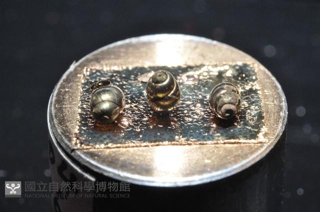 礁溪粟螺藏品圖，第3張