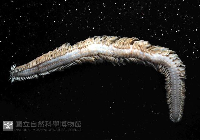 未知種沙蠶-異沙蠶體藏品圖，第3張