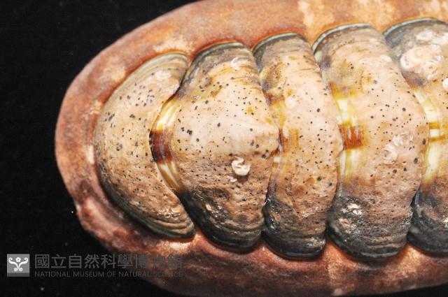 錦石鱉藏品圖，第3張