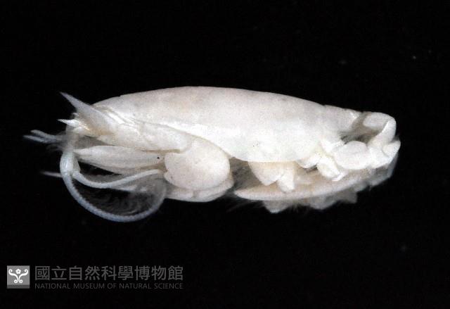 臺灣鼴鼠蟹藏品圖，第3張