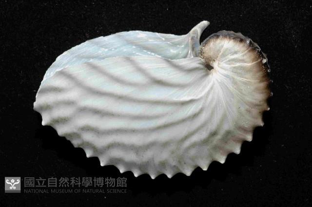 扁船蛸藏品圖，第3張