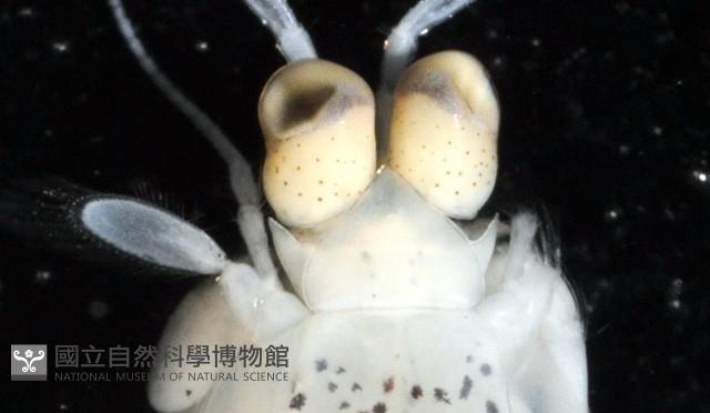 豹斑幼嫩蝦蛄藏品圖，第3張