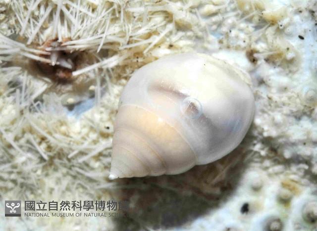 水滴寄居螺藏品圖，第3張