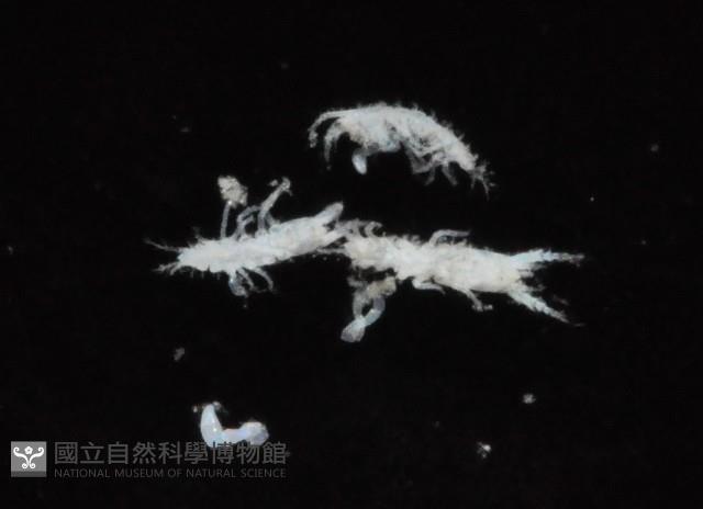 毛觸鬚偽近鞭尾蟲藏品圖，第3張