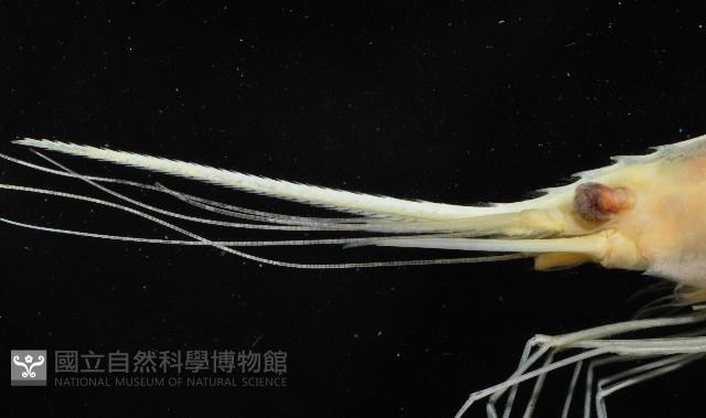 新種柯氏紅蝦藏品圖，第3張