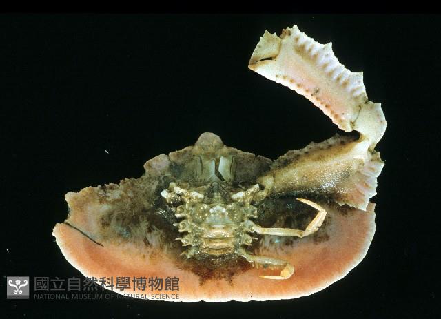環狀(圓拱)隱足蟹藏品圖，第3張