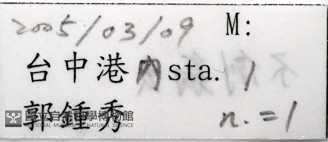 未知種不倒翁蟲藏品圖，第3張