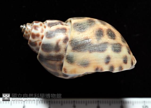 婆羅洲鳳螺藏品圖，第3張