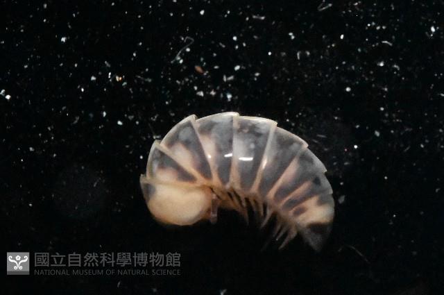 條紋木球馬陸藏品圖，第3張