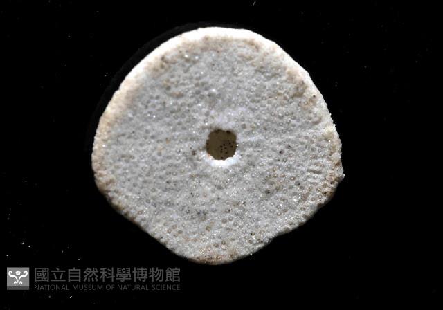馬氏海錢(馬氏扣海膽)藏品圖，第3張
