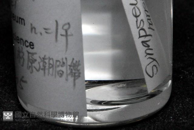 漢氏合鞭尾蟲藏品圖，第3張