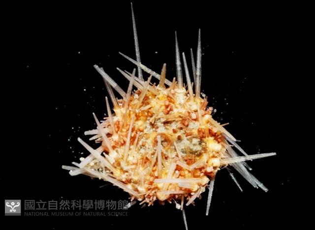 福氏鋸海膽藏品圖，第3張