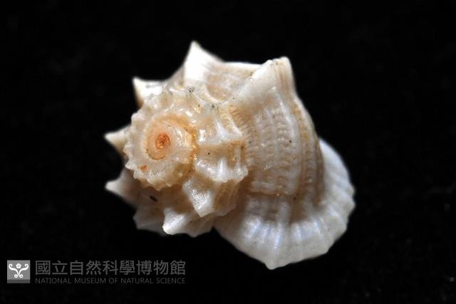 城堡花冠螺藏品圖，第3張