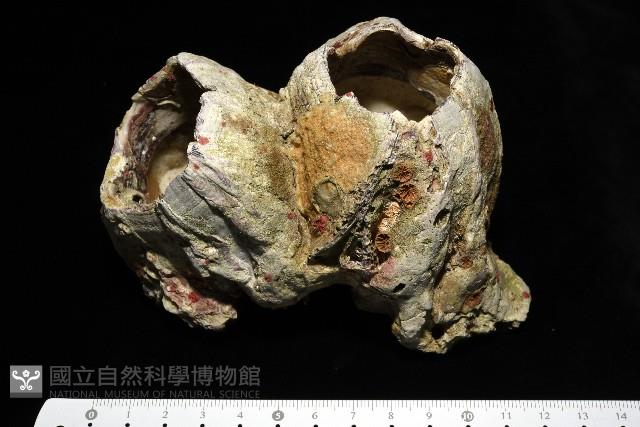 鐘巨藤壺藏品圖，第3張