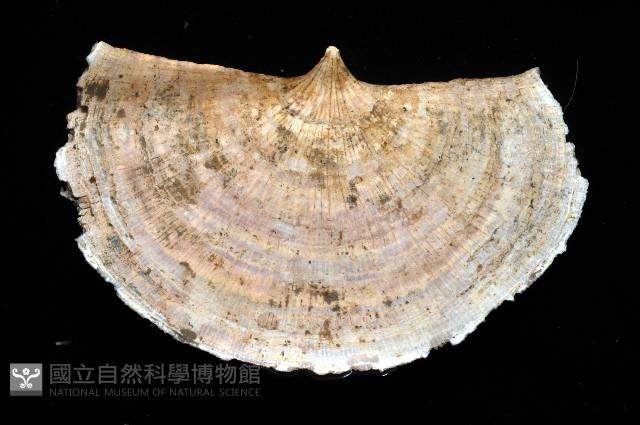 壯麗扇形珊瑚藏品圖，第3張