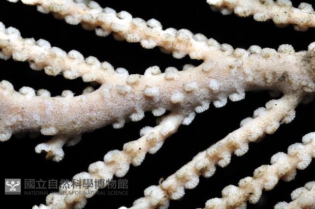未知種深海原軟珊瑚藏品圖，第3張