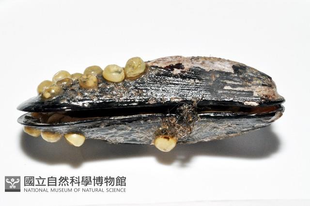 臺灣深海殼菜蛤藏品圖，第3張