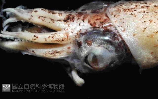 翼魷魚藏品圖，第3張