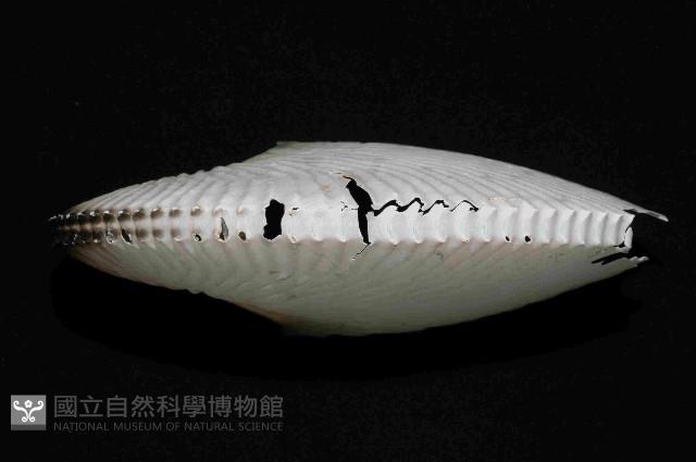 扁船蛸藏品圖，第3張