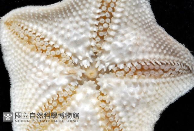 擬淺盤步海燕藏品圖，第3張