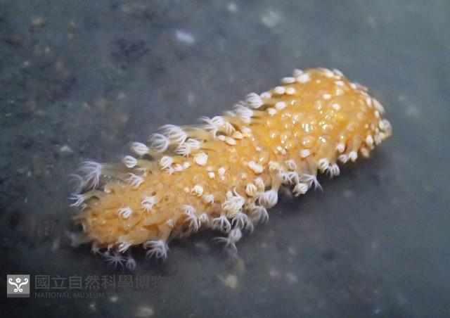 未知種海仙人掌藏品圖，第3張