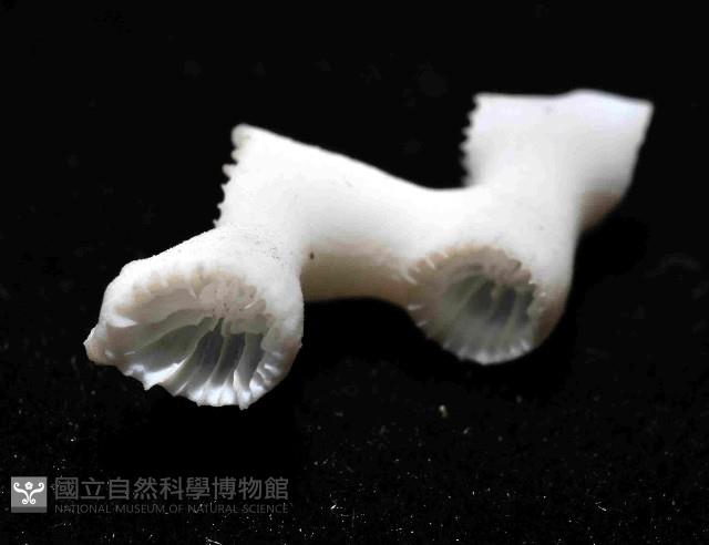 枝狀多目珊瑚藏品圖，第3張