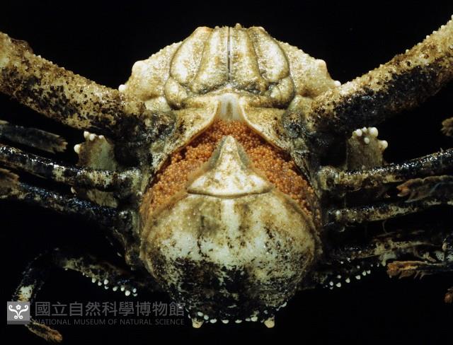 仿泡粒長螯蟹藏品圖，第3張