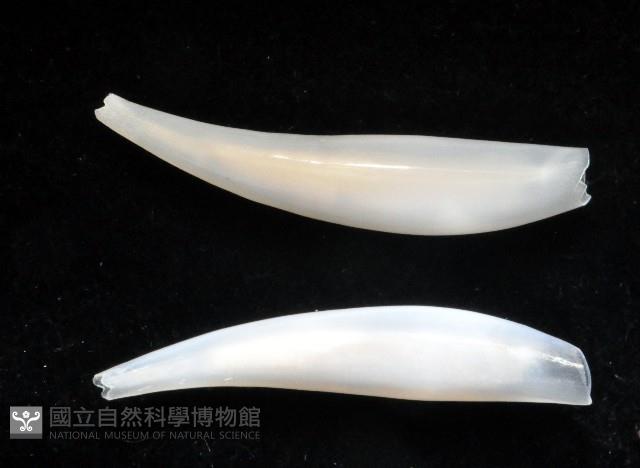 胖象牙貝藏品圖，第3張