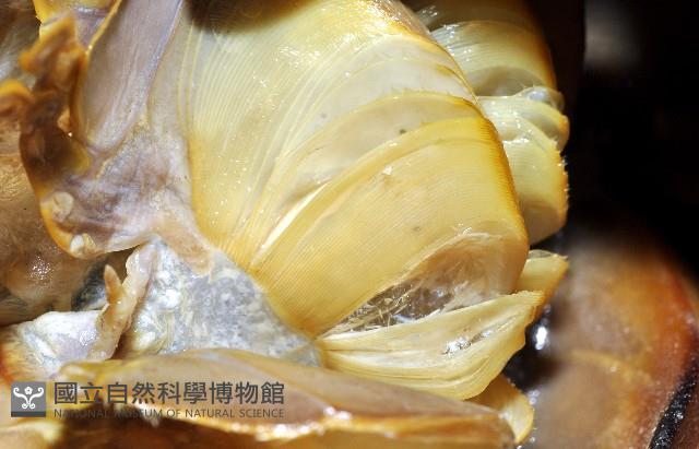 中國鱟(三刺鱟)藏品圖，第3張