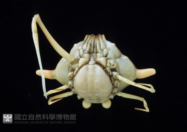 雙角轉輪蟹藏品圖，第3張