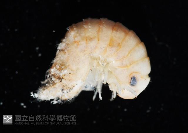 未知種等足類藏品圖，第3張